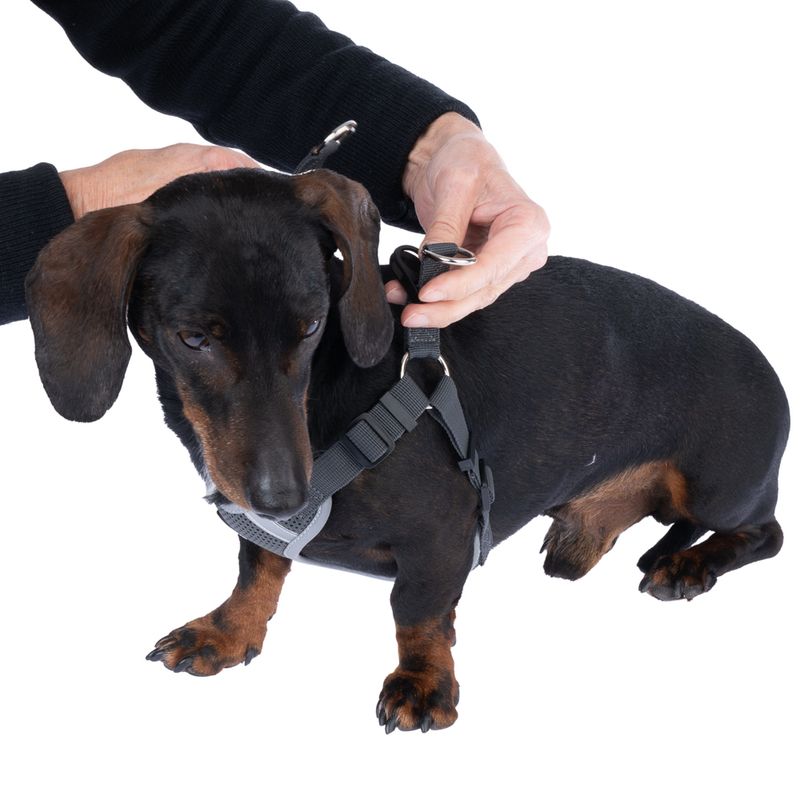 TIAKI Grey Harness Size XS: approx. 38 - 54 cm Chest Circumference