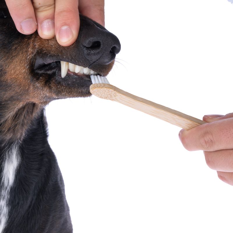 kooa Bamboo Toothbrush for Dogs 1 Piece