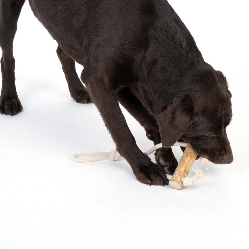 Modern Living Strasbourg Coffee Wood Dog Toy 1 Toy