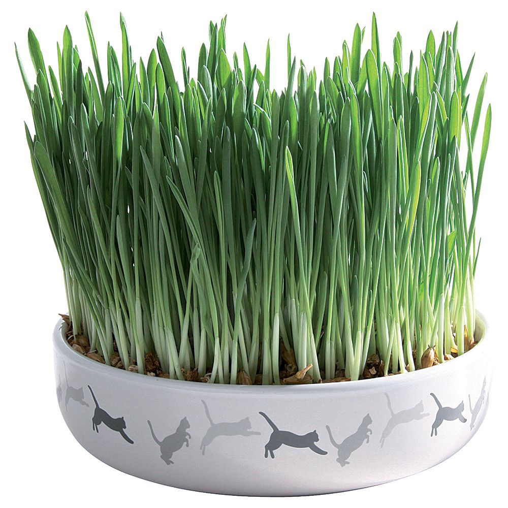 Trixie Ceramic Bowl with Cat Grass Bowl + 50g Seeds