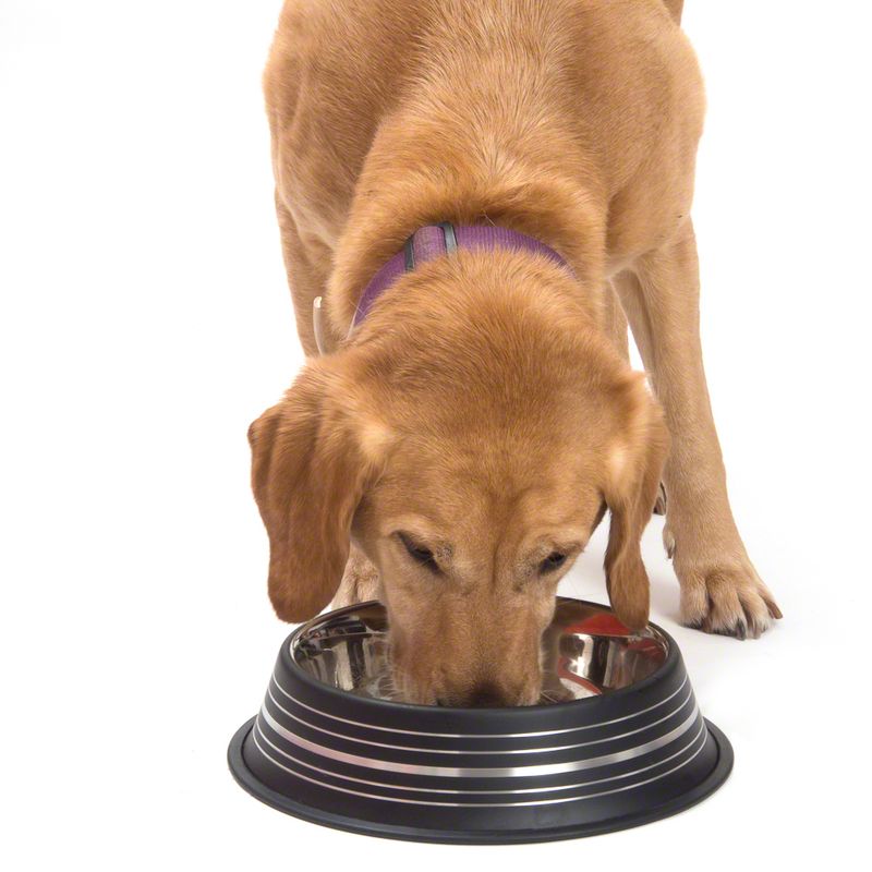 Silver Line Stainless Steel Dog Bowl – matte black 0.20 l, diameter 15 cm