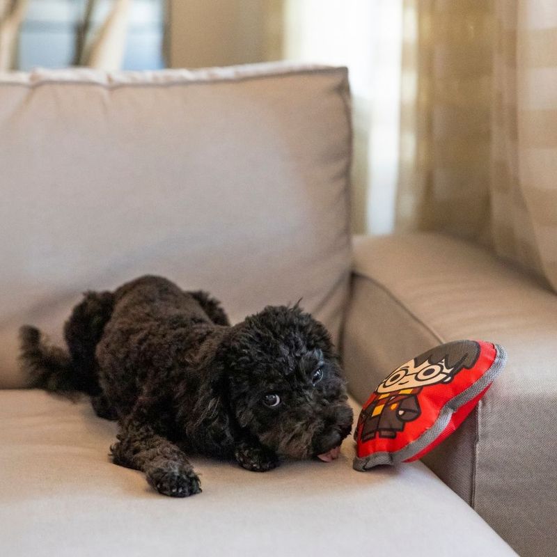 Warner Bros.™ Harry Potter Dog Toy 20 x 18 x 6 cm (L x W x H)