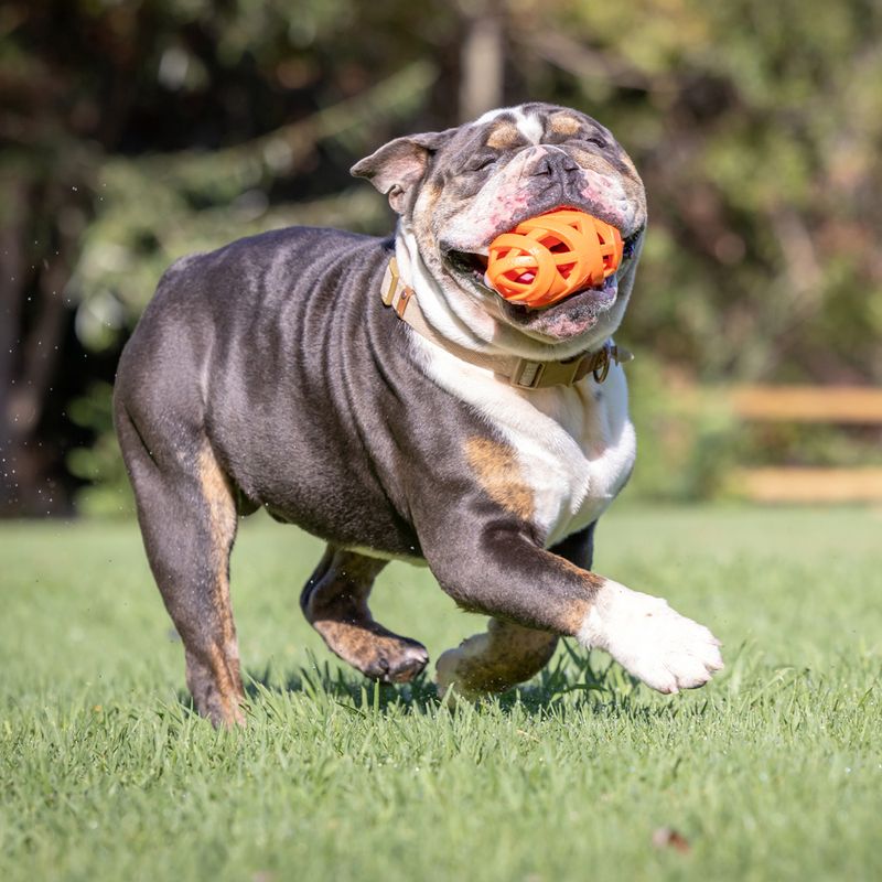 CHUCKIT! Air Fetch Football approx. 14 x 7.6cm (L x diameter)