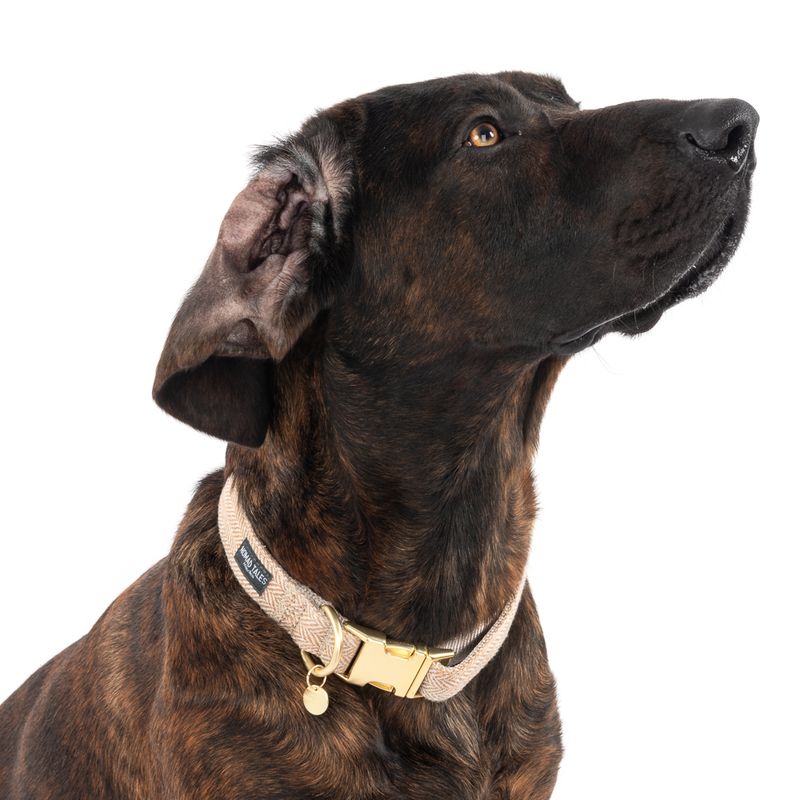 Nomad Tales Calma Collar, sand Size XS: 24 - 36 cm neck circumference, W 10 mm