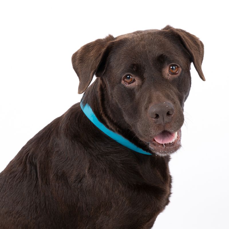 TIAKI water-repellent PVC collar, blue Size S: 24-36 cm neck circumference