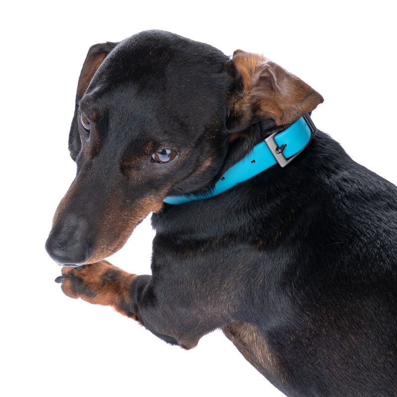 TIAKI water-repellent PVC collar, blue Size S: 24-36 cm neck circumference