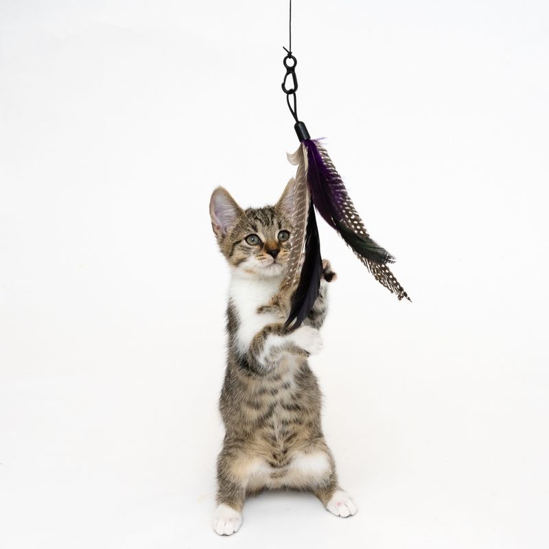 XXL 3-in-1 Cat Dangler Toy 1 Toy