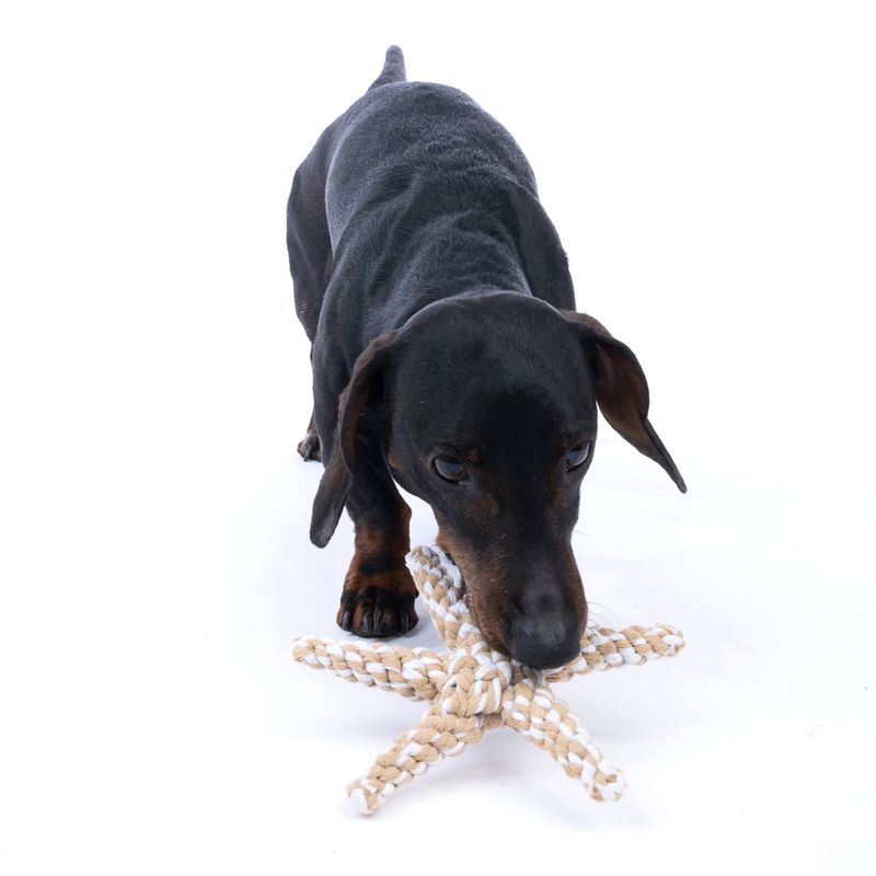 TIAKI Starfish Rope Toy for Dogs 15 x 15 x 3.5 cm (L x W x H)