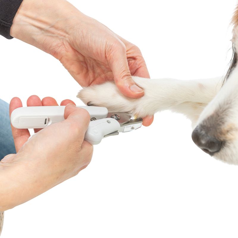 Trixie Claw Scissors with LED Light Size: 15cm