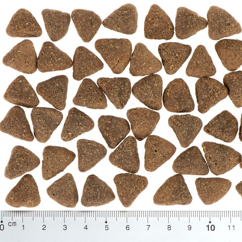 Wolf of Wilderness \