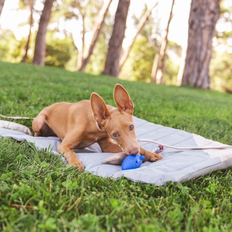 Nomad Tales Calma Stone Travel Dog Mat 80 x 60 cm (L x W)