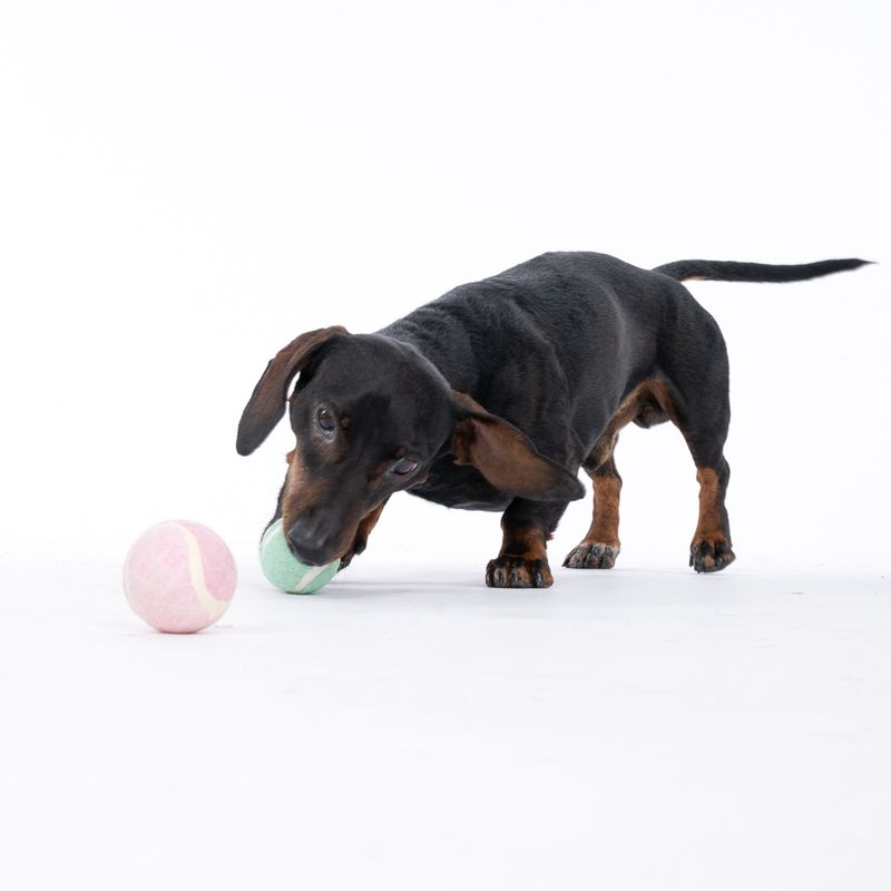 TIAKI Tennis Ball Set Set of 4 (approx. diameter 5cm)