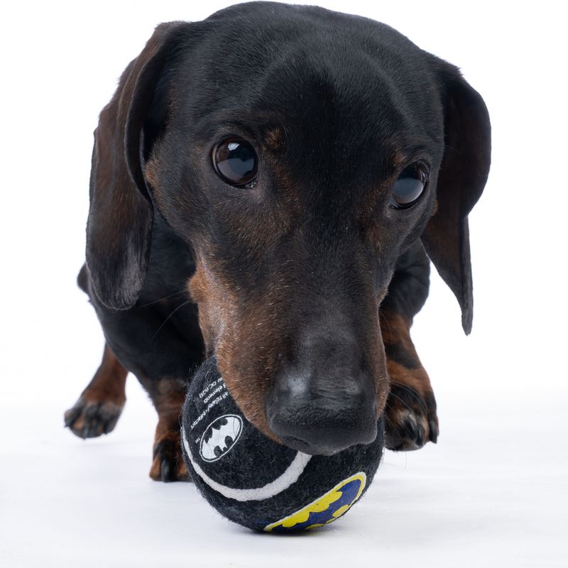 Warner Bros™ DC Batman Tennis Ball Set Set of 4 (each diameter 6.3cm)