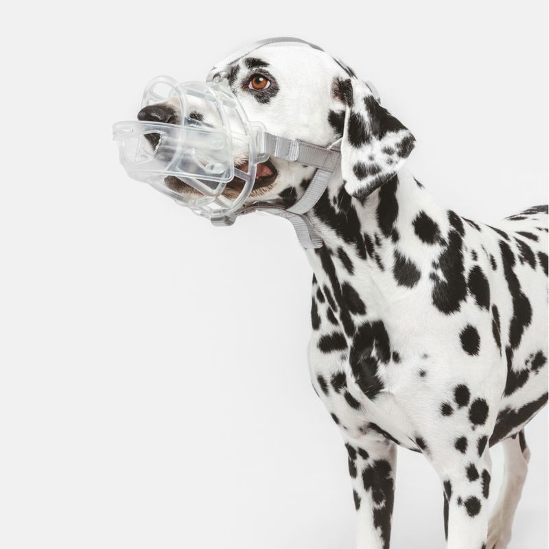 Nomad Tales Calma Transparent Muzzle Size S