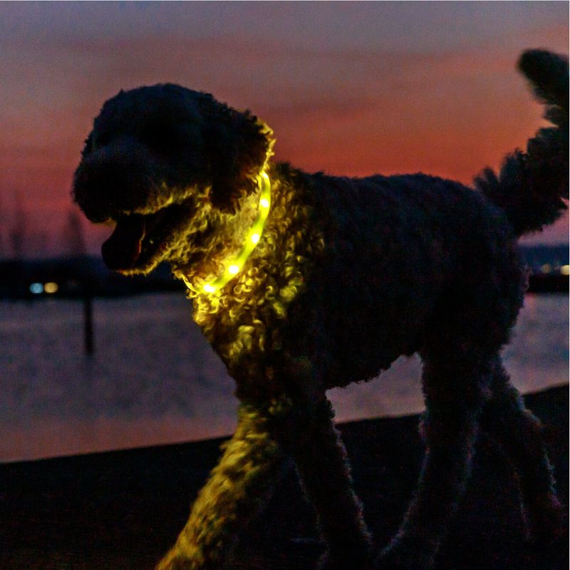 Trixie Flash Light Ring USB Silicone Size XS - XL: 65cm Neck Circumference, 16mm Wide