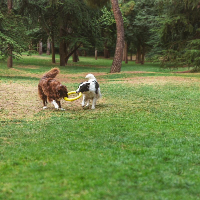 Nomad Tales Bloom Fitness Ring Size S: approx. Ø 18 cm