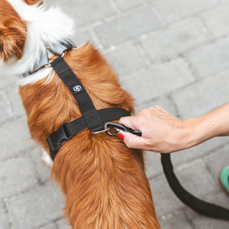 Nomad Tales Spirit Multi-Ring Harness Size S: approx. 40 - 58 cm Chest Circumference