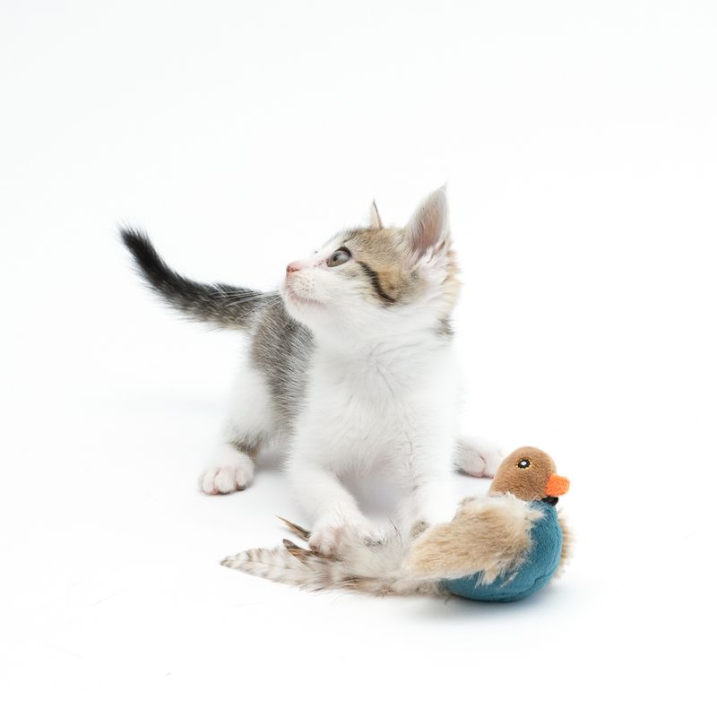 TIAKI Electronic Cat Toy Pipo 1 toy