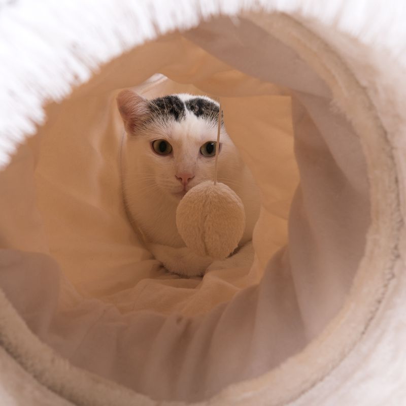 3-in-1 Cat Tunnel 185 x 30 x 28cm (L x W x H)