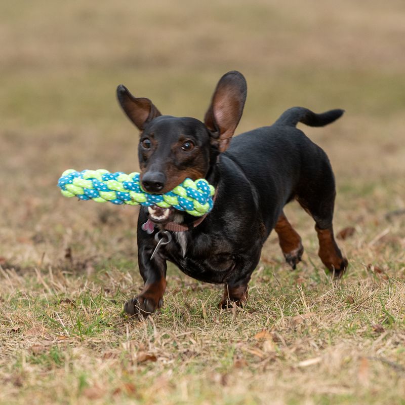 Dog toy Limoen Stick approx. diameter 4 x L 20 cm