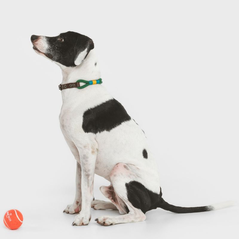 Nomad Tales Spirit Collar, pine Size XS: 30 - 36 cm neck circumference, W 30 mm