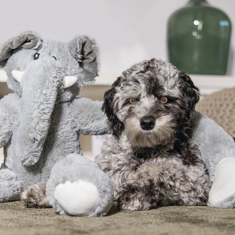 Beeztees James Elephant Dog Toy 1 Toy