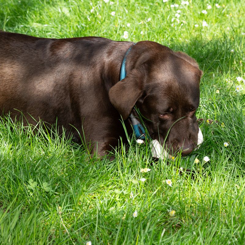 TIAKI Coffee Latex Dog Toy 8 x 12cm (diameter x H)