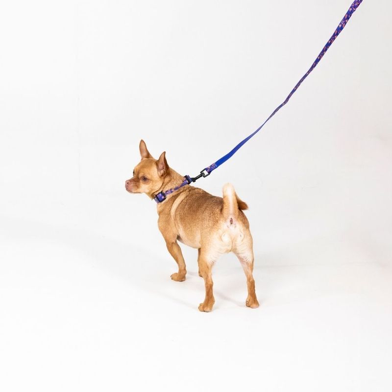 DC Superman Collar - Blue Size S: Neck Circumference 25 - 36 cm, Width 20mm