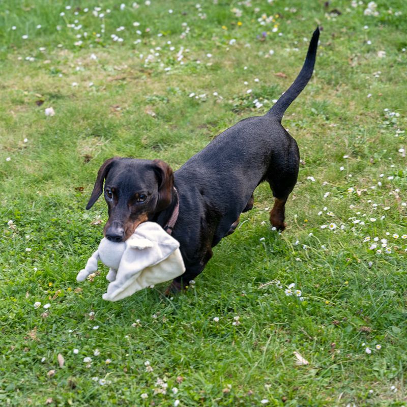 TIAKI dog toy owl Dou Dou L x W x H) 17 x H 6 cm