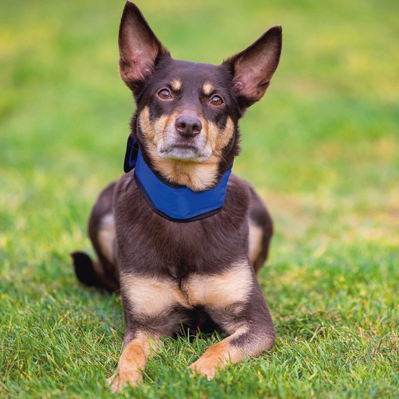 Beeztees Izi Quick Cooler Collar Size XS: approx. 22 - 30cm (Neck Circumference)