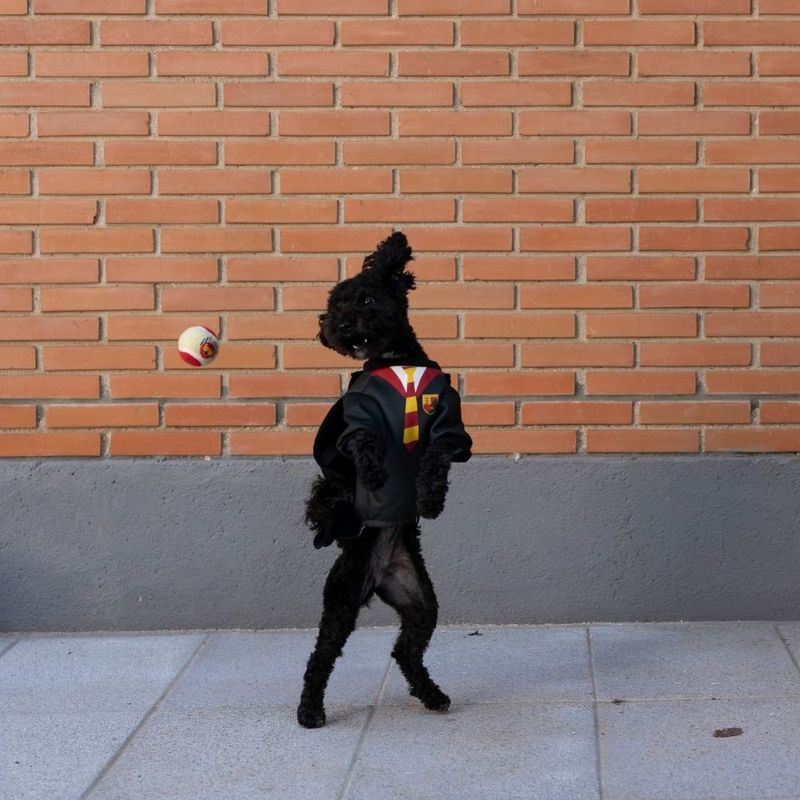 Harry Potter Dog Costume Size S/M: Back Length 35cm