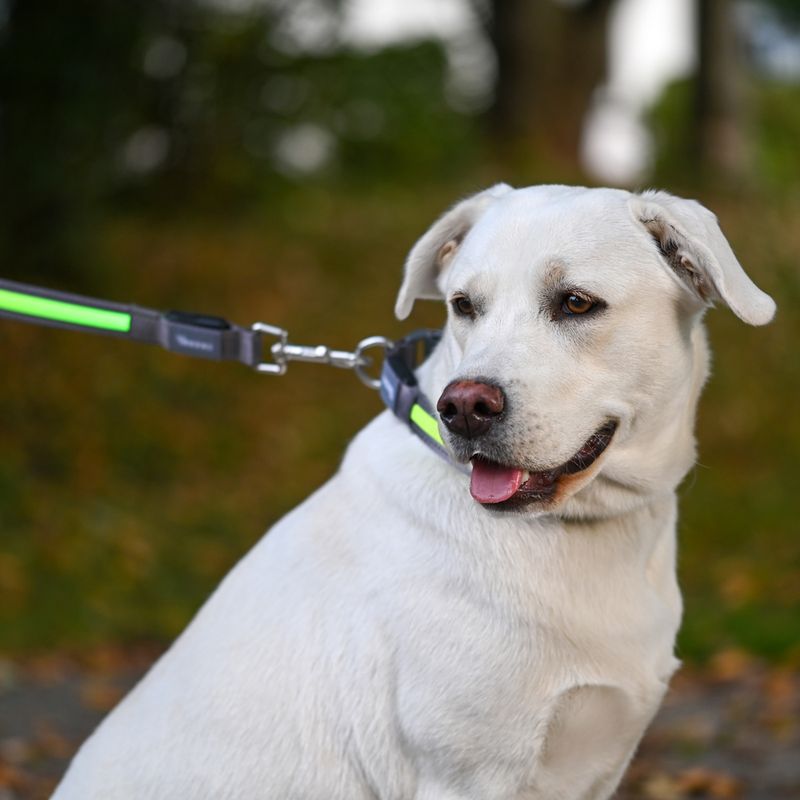 Kerbl Pet Light & Reflex Light Leash 120cm long, 25mm wide