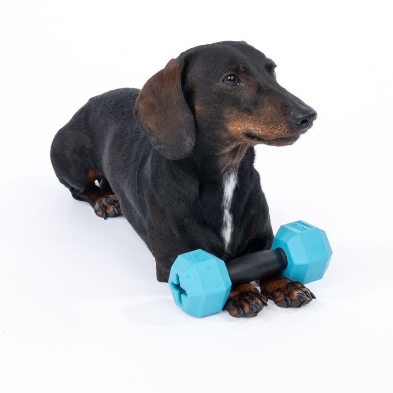 TIAKI Rubber Dumbbell Chew Toy 1 Toy