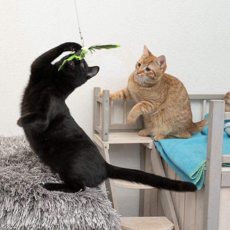 TIAKI Telescopic Cat Fishing Rod with Feathers 1 Toy