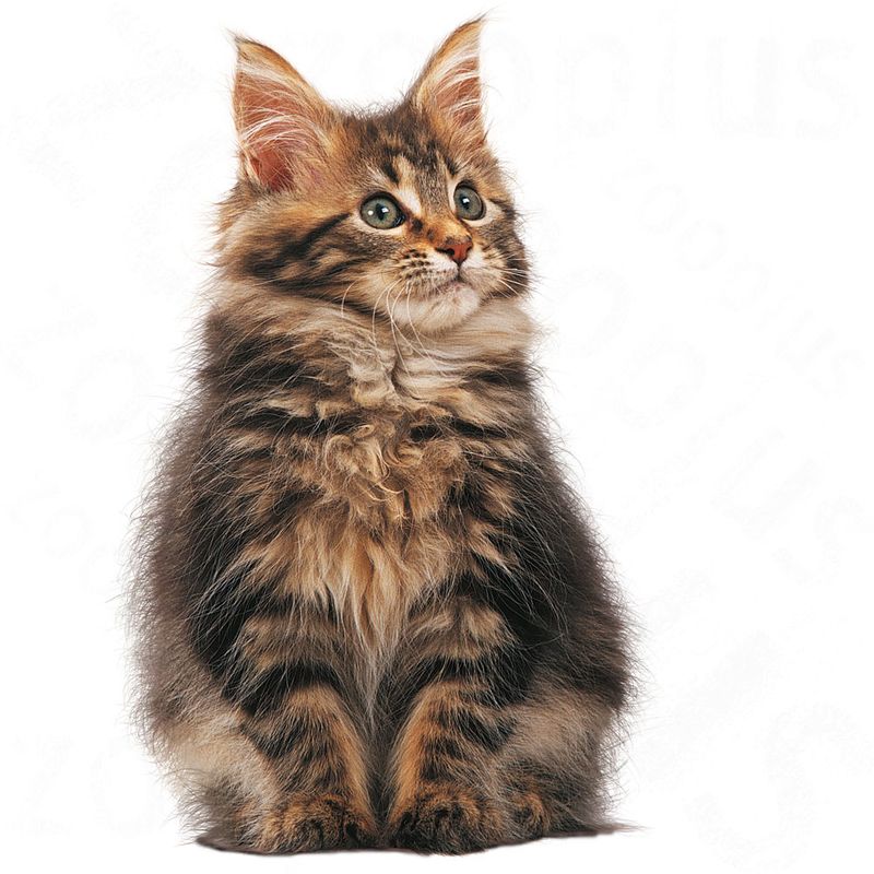 Royal Canin Maine Coon Kitten 4kg