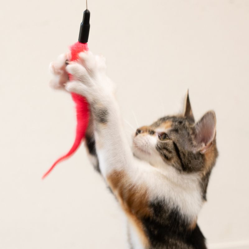 TIAKI Interactive Jumping Cat Toy 1 Toy