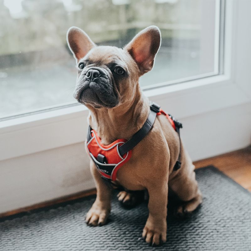 HUNTER Divo Harness – Red/Grey Size S-M: 52 – 68 cm Chest Circumference