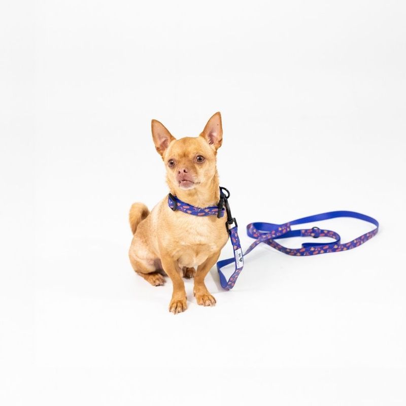 DC Superman Dog Lead 200cm Length, 20mm Width