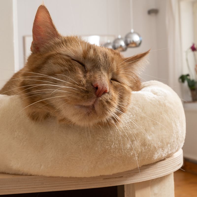 Natural Paradise Cat Tree Magnolia L light grey