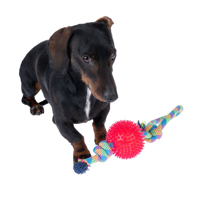 zooplus Basics Rope with Ball diameter 10 x (L) 32 cm