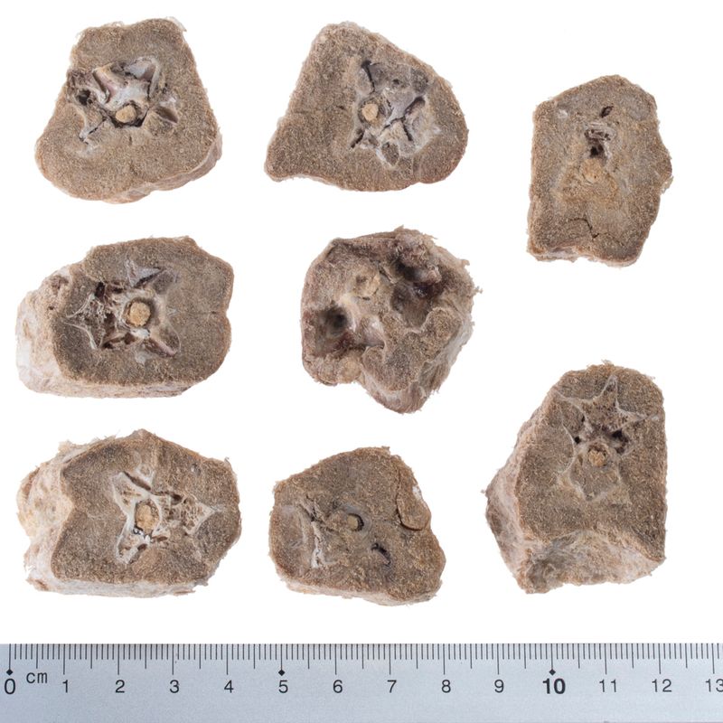 Wolf of Wilderness RAW Freeze-dried Snacks Saver Packs 4 Varieties: Lamb, Chicken, Beef, Duck (300g)