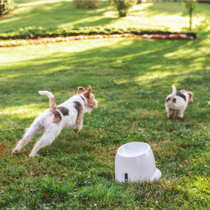 Nomad Tales Bloom Automatic Tennis Ball Launcher Mini: 26 x 27 x 21 cm (L x W x H)