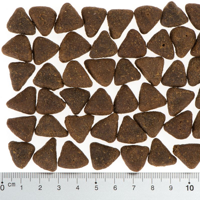 Wolf of Wilderness \