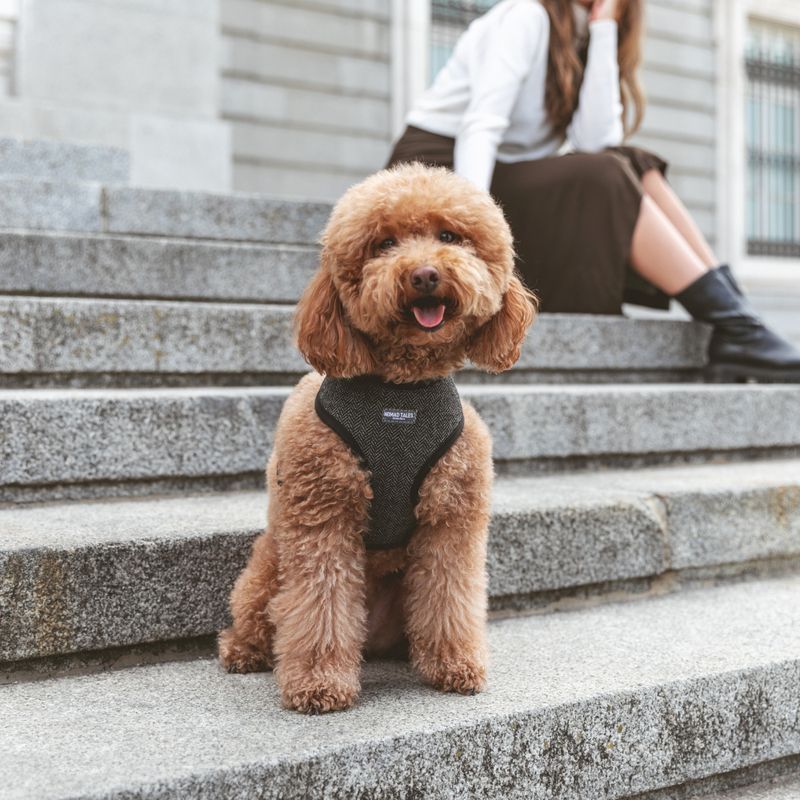 Nomad Tales Calma Harness - Ebony Size XXS: 20 - 30 cm chest circumference