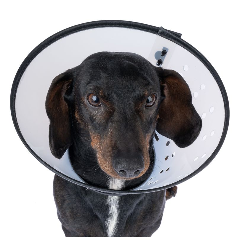 TIAKI Protective Cone for Cats & Dogs Size XS: approx. 14.5 - 24 cm Neck Circumference