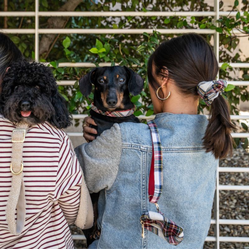 Nomad Tales Tartan Collar, Lead, Poop Bag Dispenser & Scrunchie Set Collar Size L: 42 - 66 cm Neck Circumference