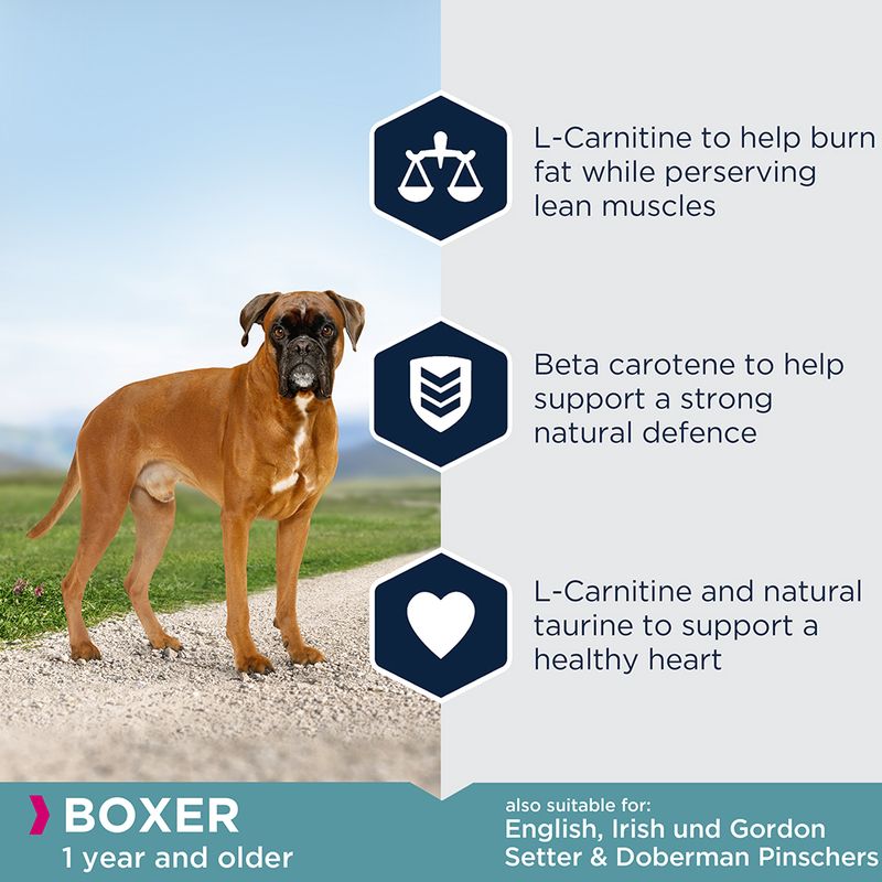 Eukanuba Boxer Adult 12kg