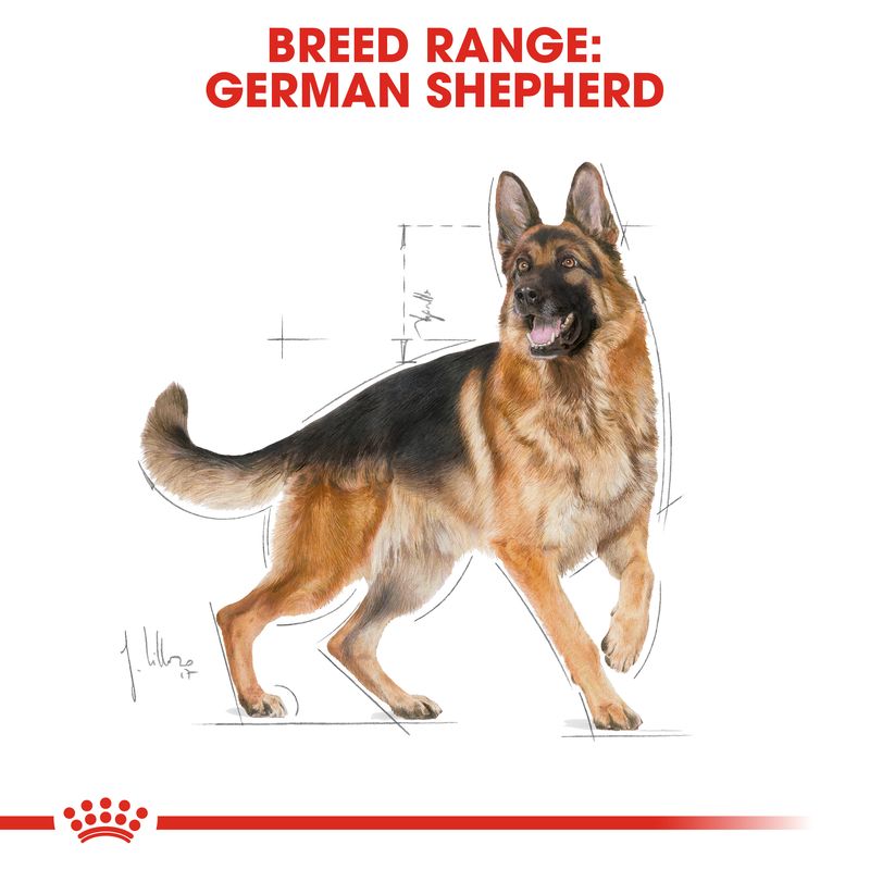 Royal Canin German Shepherd Adult 11kg