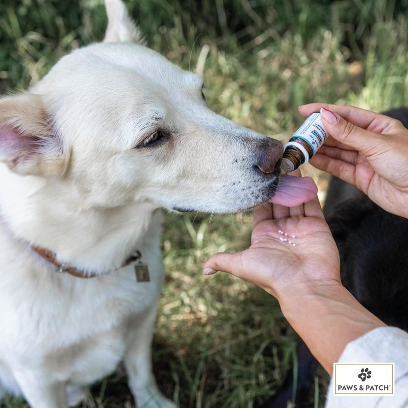 PAWS & PATCH Anxiety Insecurity 10g