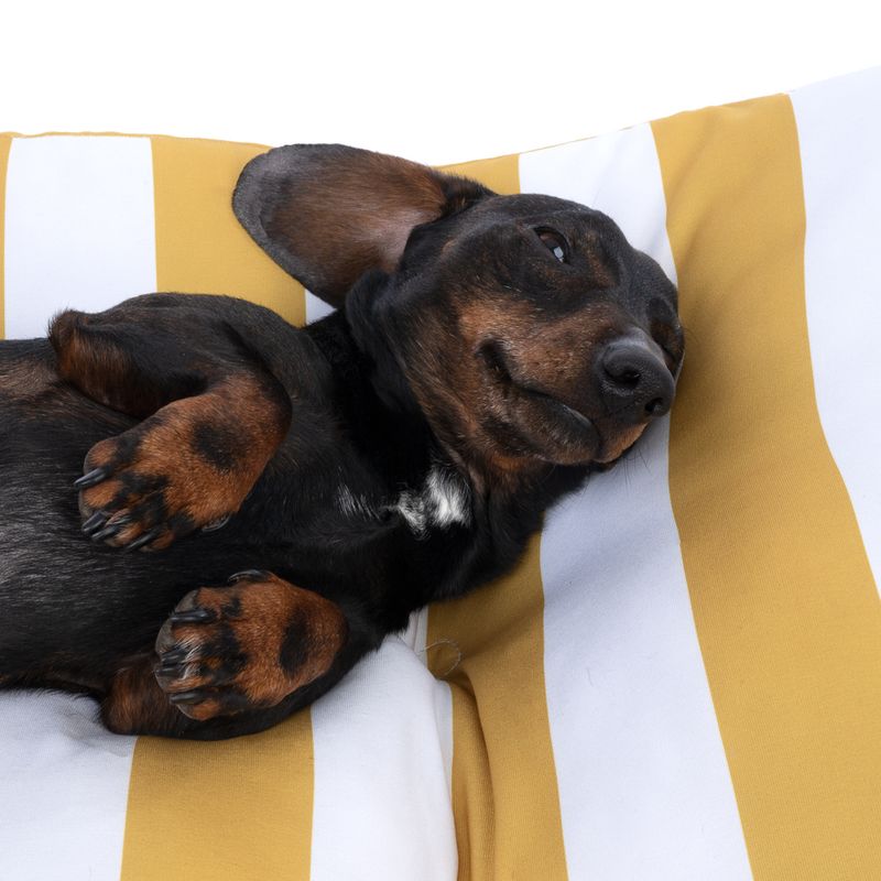 Modern Living Bari Dog Cushion 100 x 70 x 10cm (L x W x H)